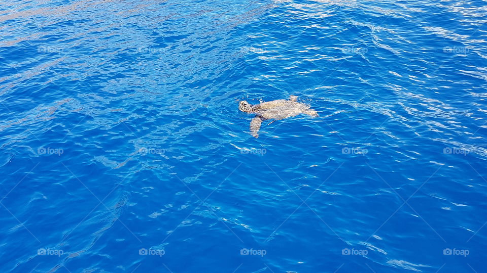 Green Sea Turtle in Hawaii