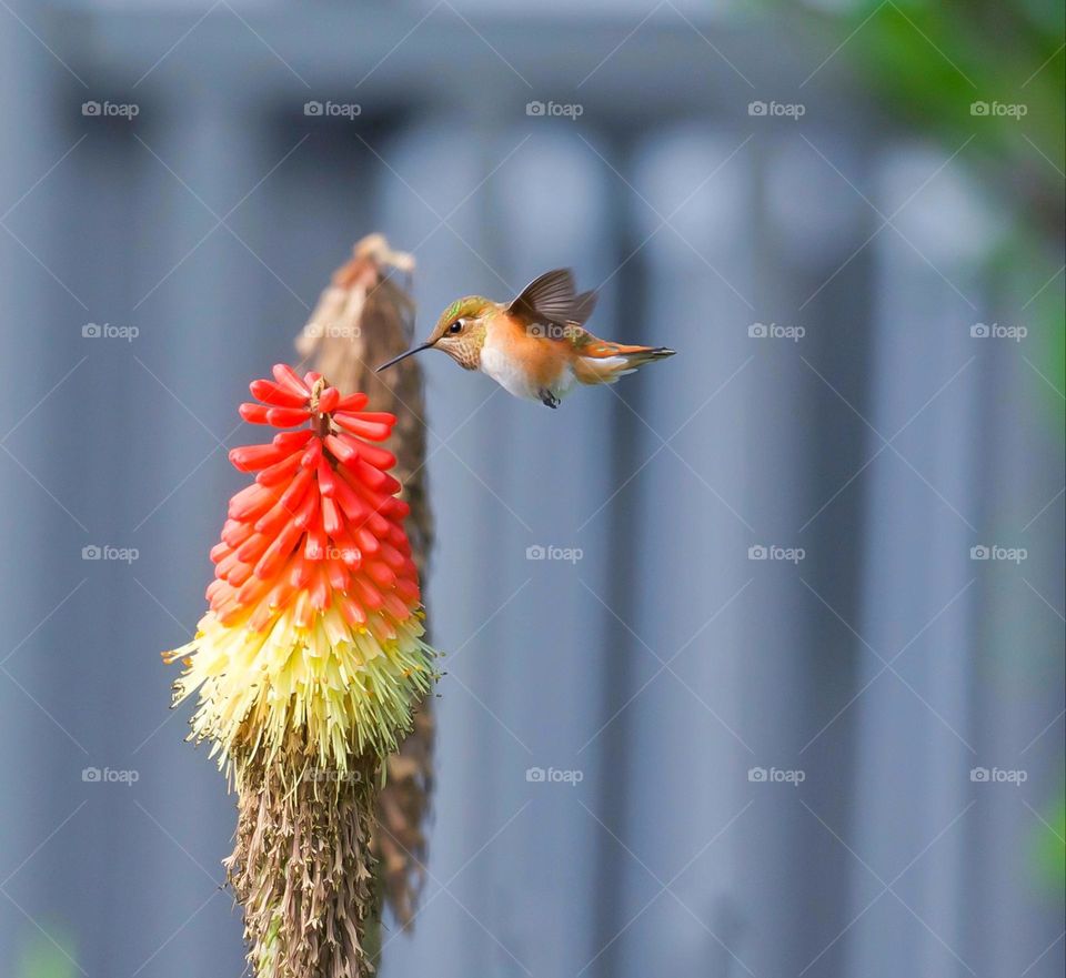 Hummingbird hovering next to red hot poker plant