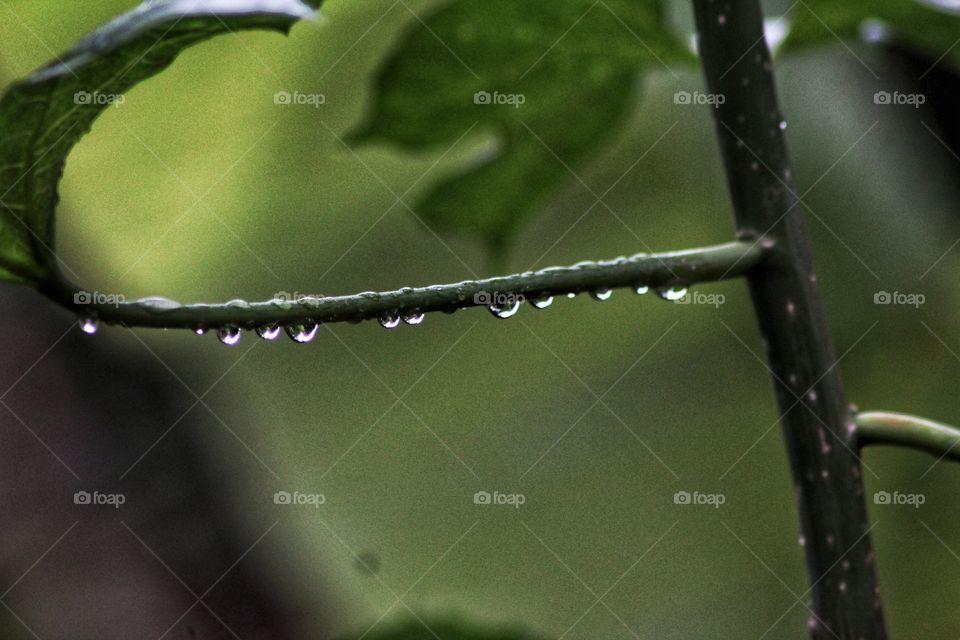 tears of nature