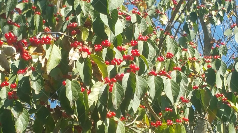 Honeysuckle Berries Tree
