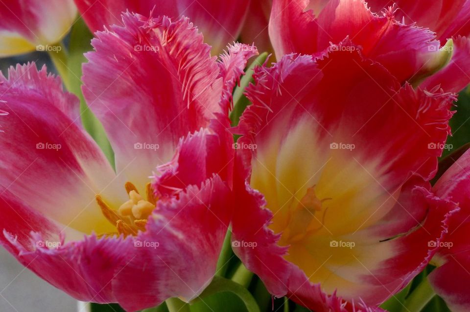 Close-up of tulip flowers