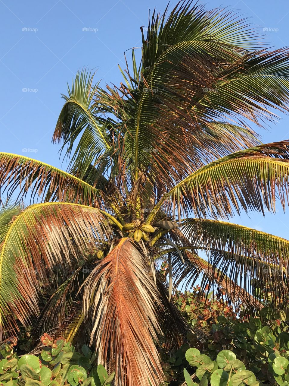 A coconut tree in Deerfield Beach after a harsh winter and Hurricane Irma. 