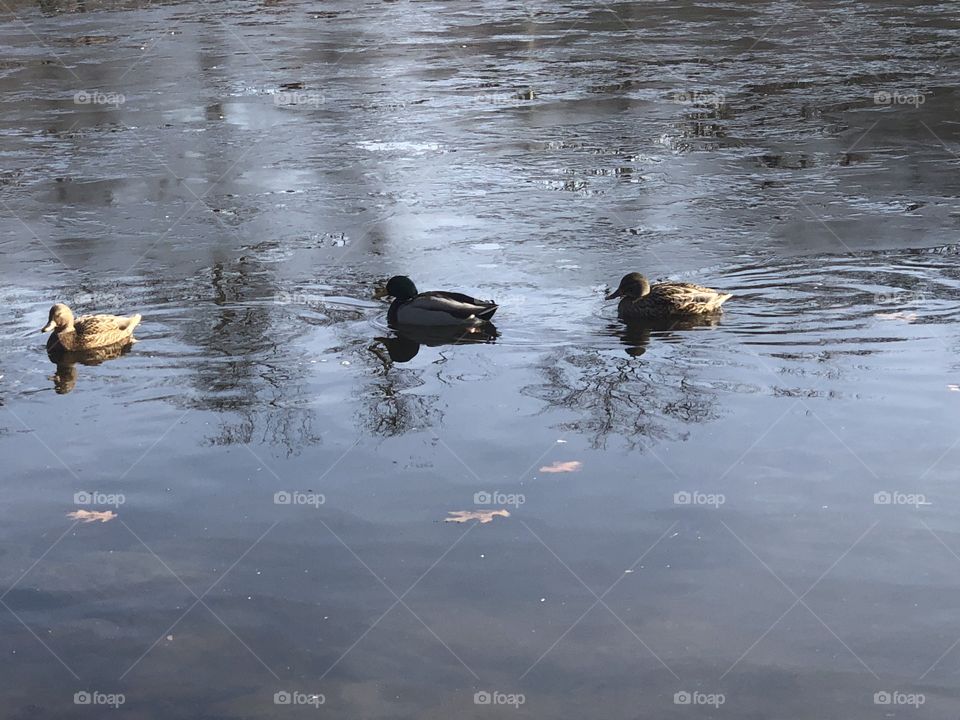 Ducks are confused and trying to get around a ice pond