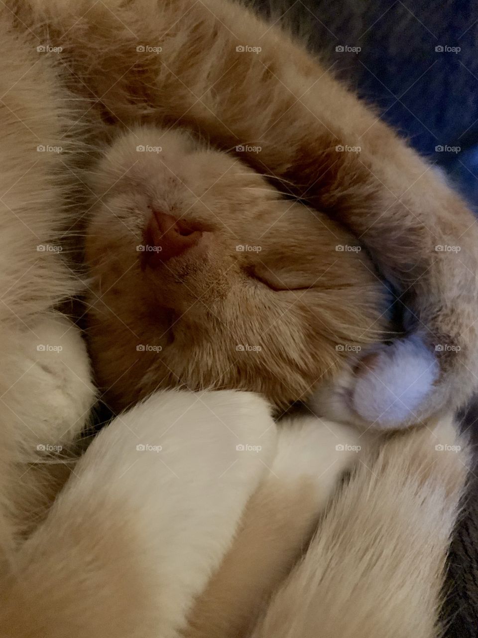 Close up of an orange cat curled up in a ball