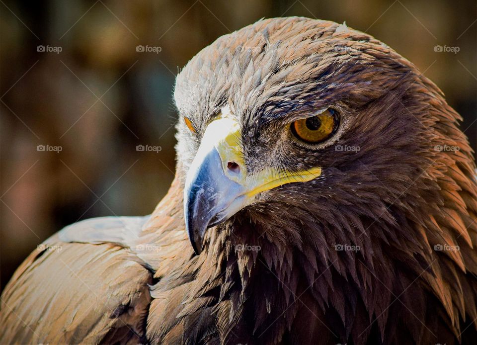 A powerful Red Tailed Hawk intensely investigates the surrounding area, always aware of potential new food sources