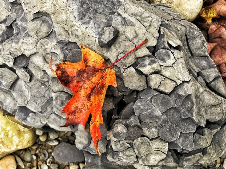 Leaf and rock formation