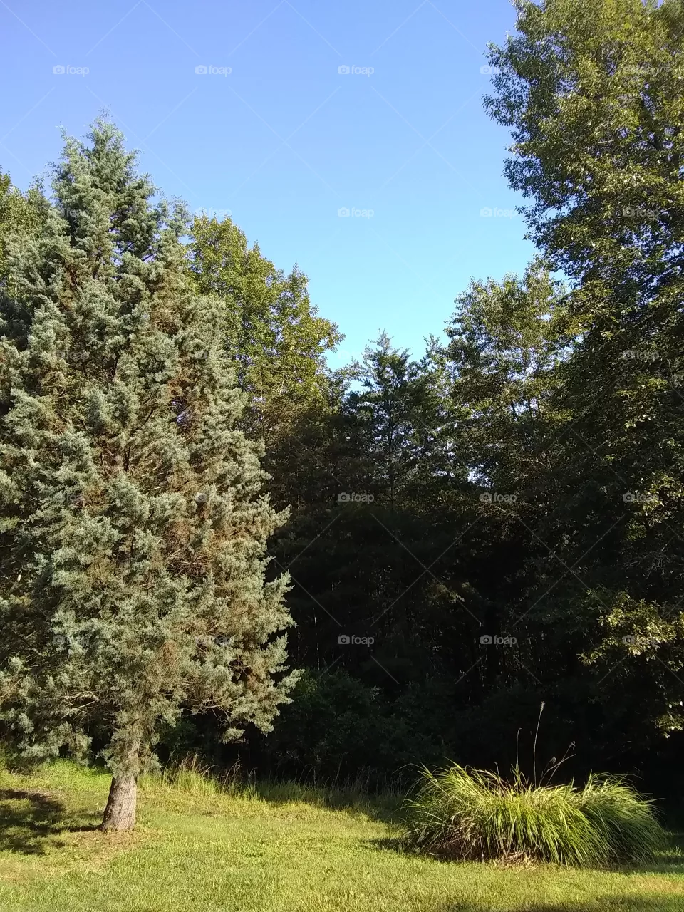 yard