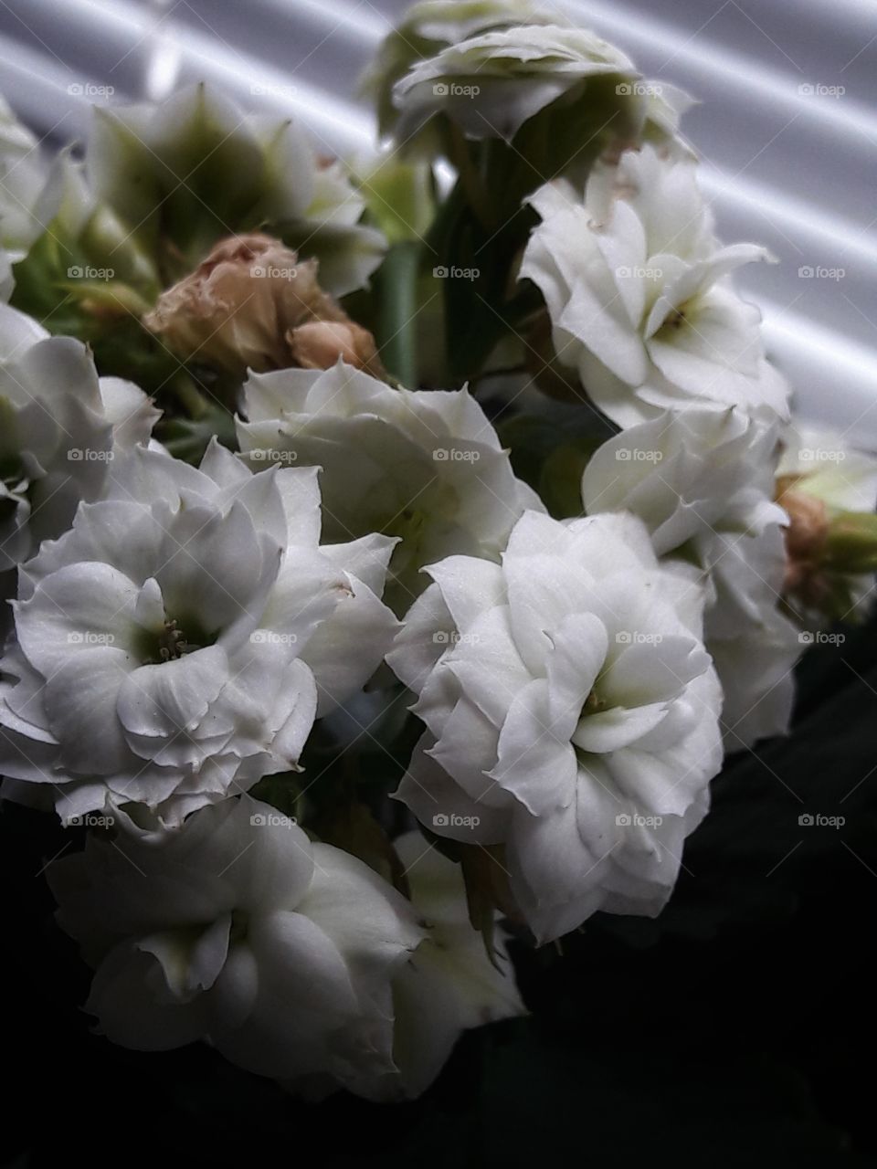 spring flower day outdoor