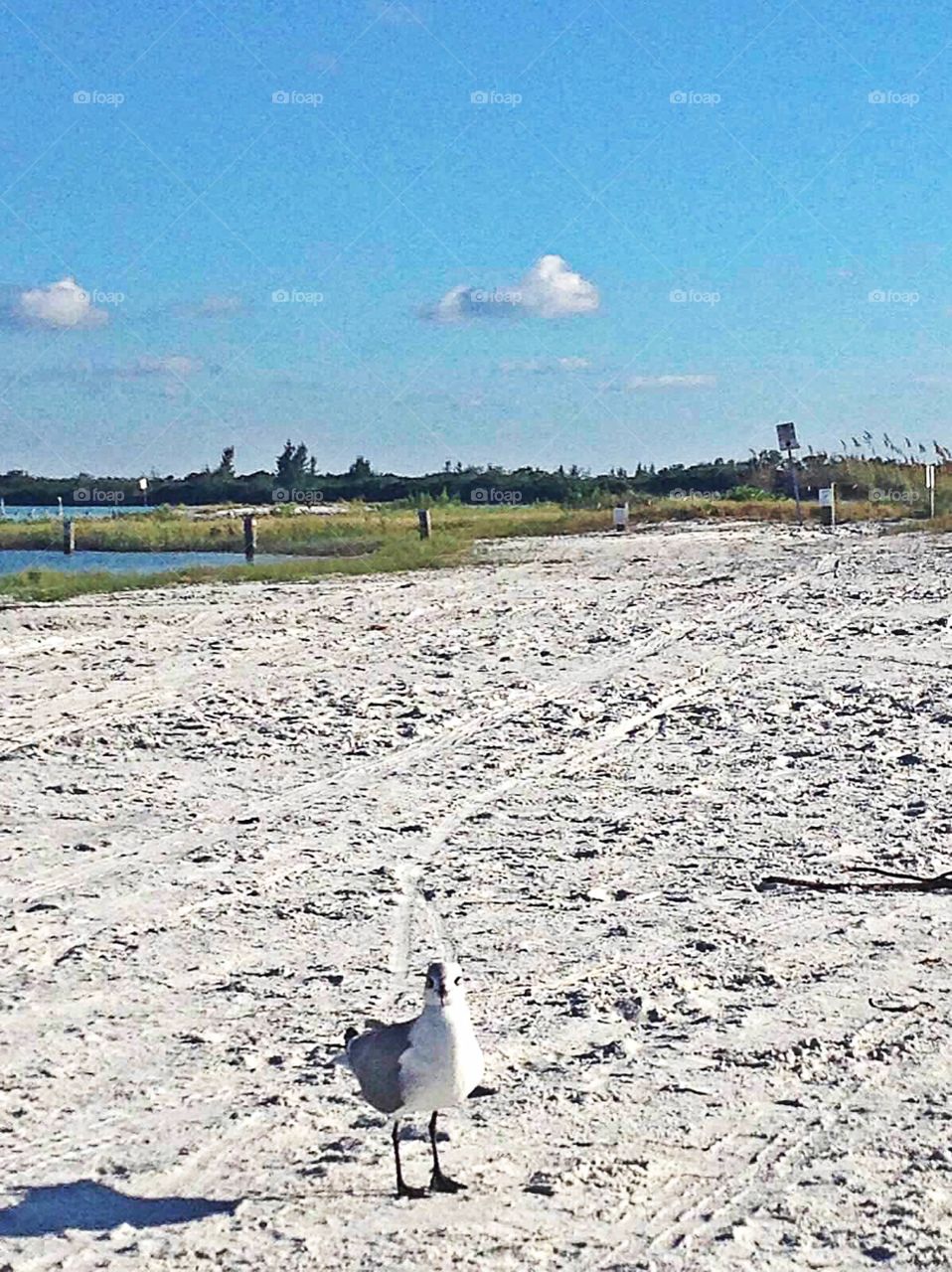Lone seagull on the beach 