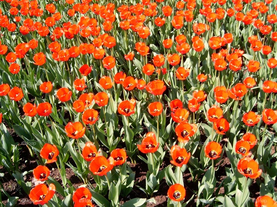 Tulip flowers