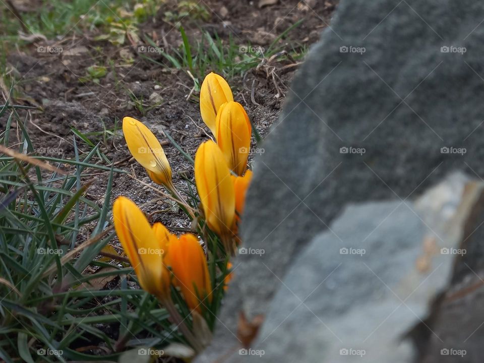 yellow crocuses.