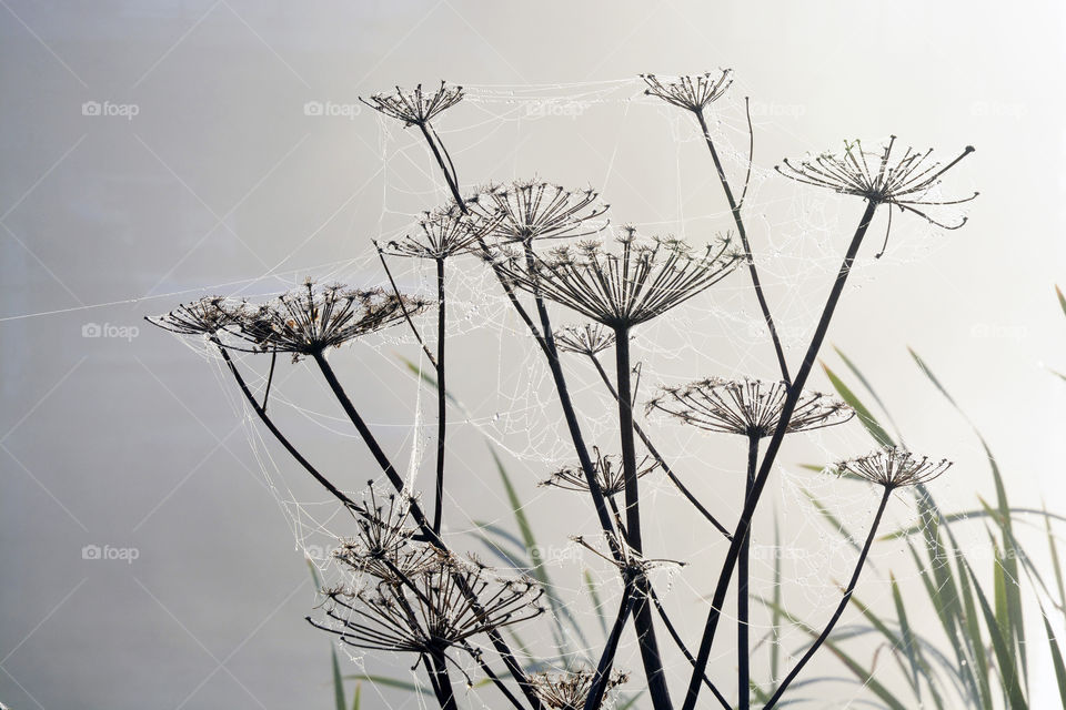 Cane and Hogweed and spider web with dew drops in the foggy mist in the early morning