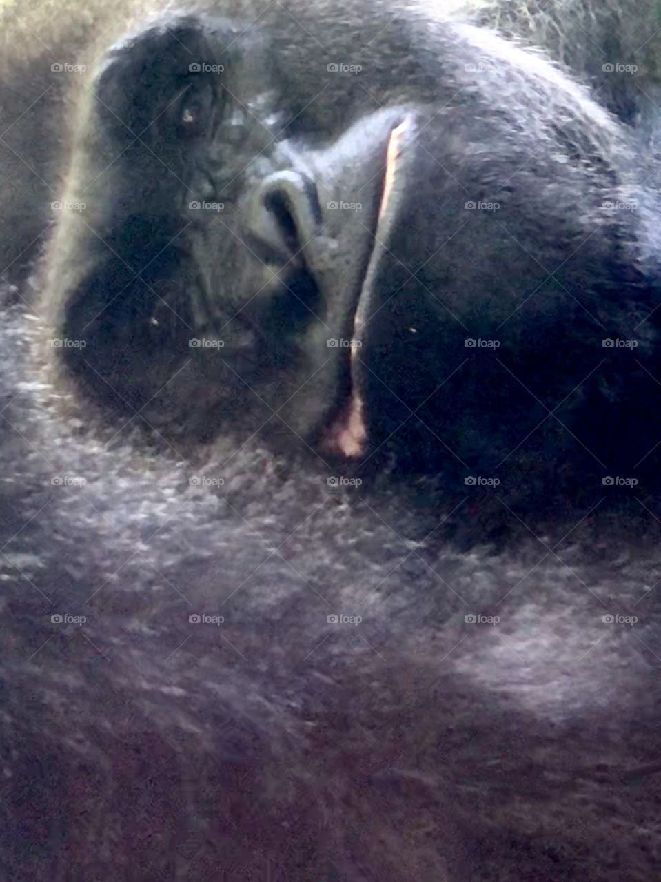 Silver Back gorilla making eyes 