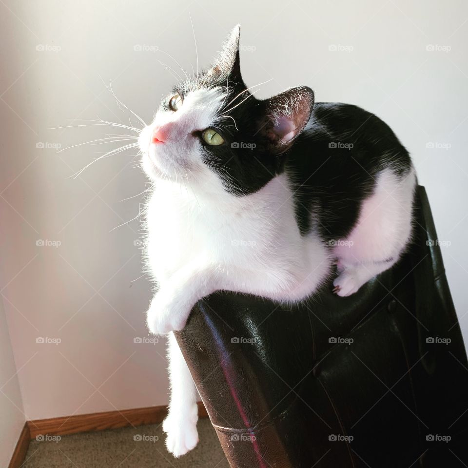 Black and white cat basking in the sun