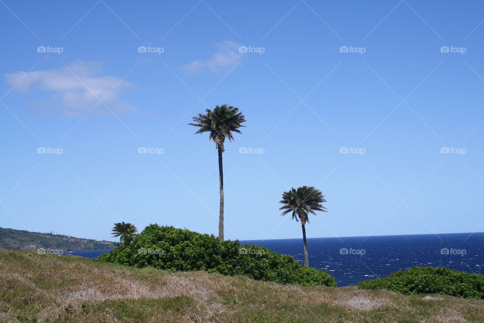 Maui Hawaii Palm Trees