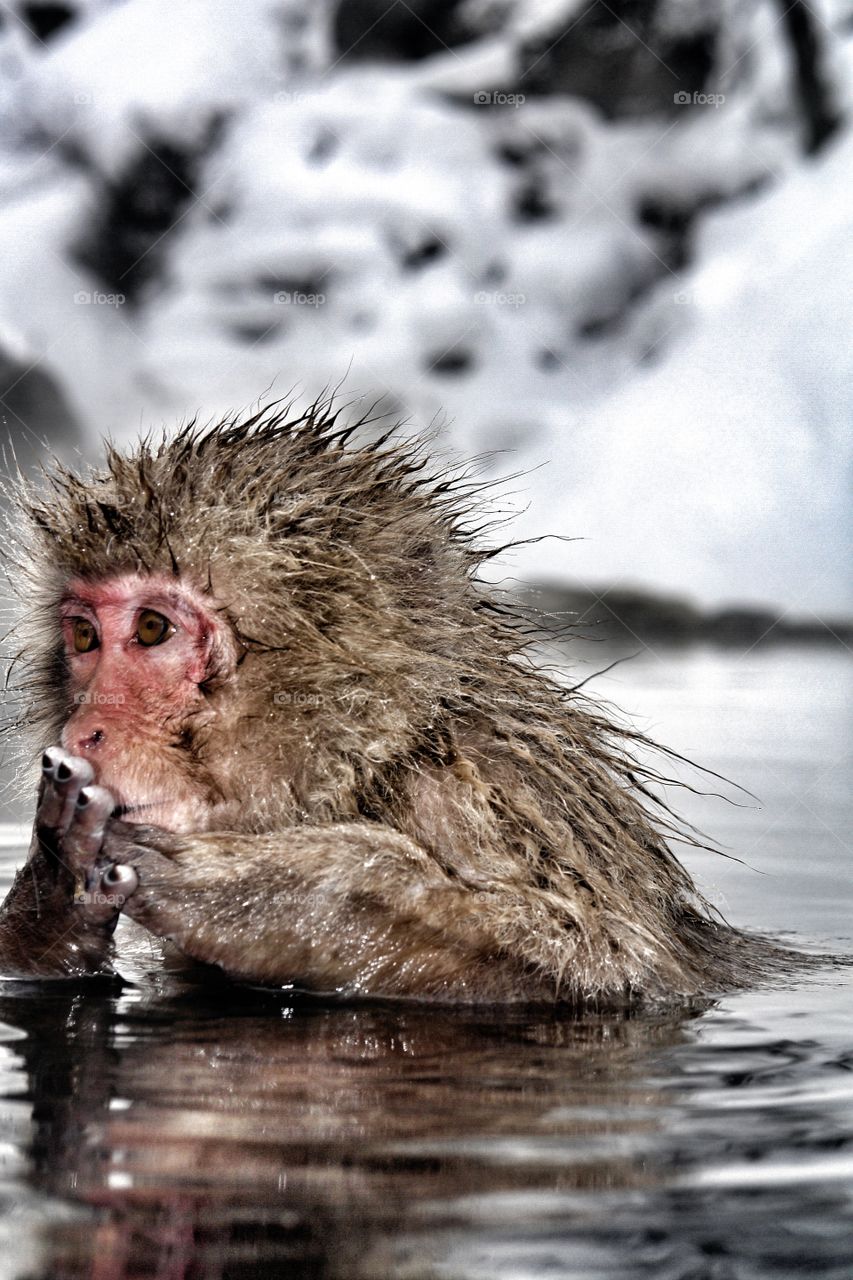 Oops! . Japanese snow monkey with hand on mouth 