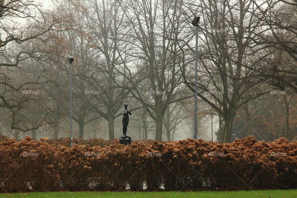 foggy morning and dense garden