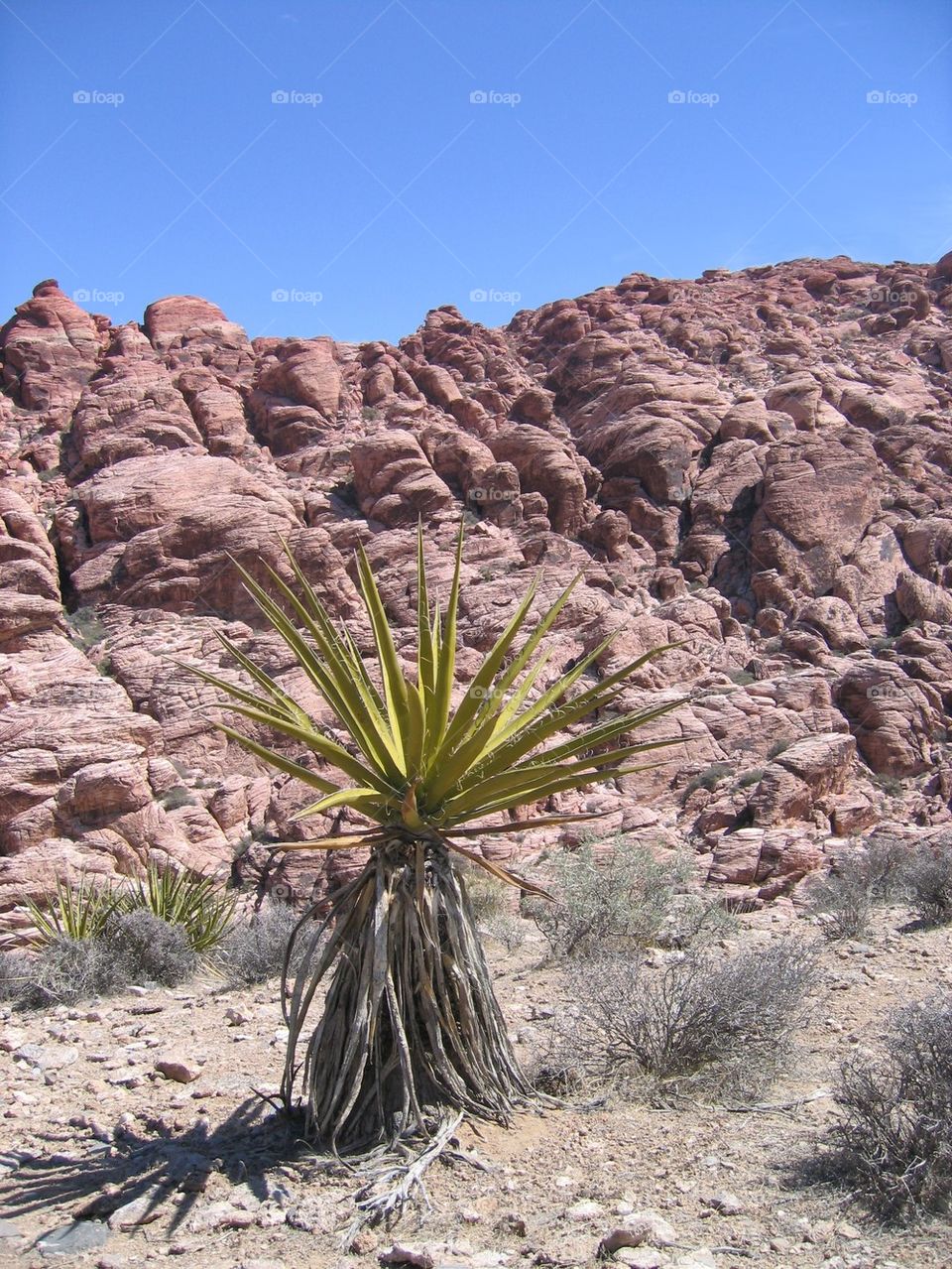 Red Rock Canyon Cactus - Las Vegas