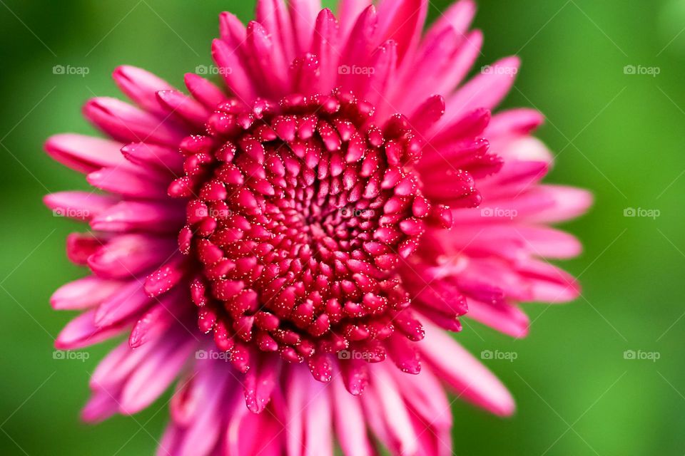 Closeup Of Bright Pink Flower