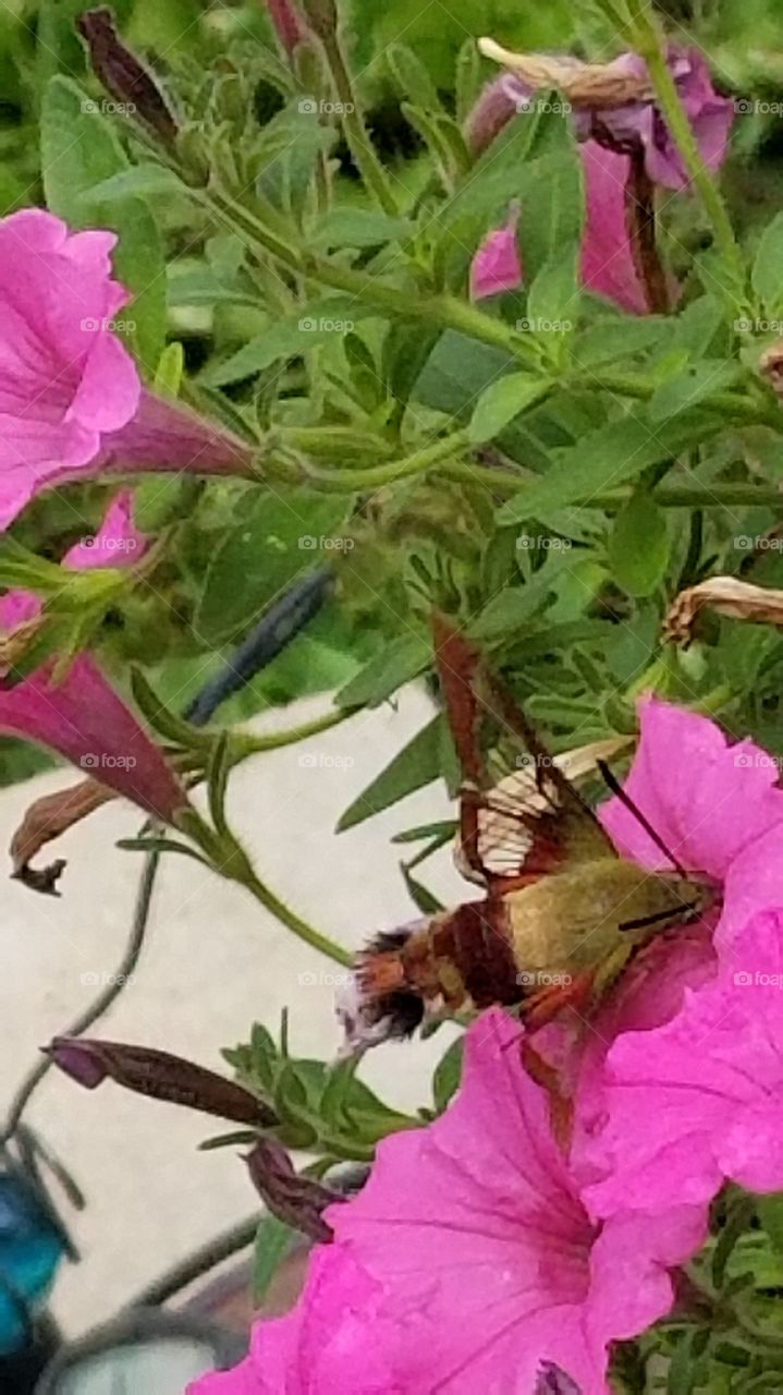 Hummingbird moth in pink petunia