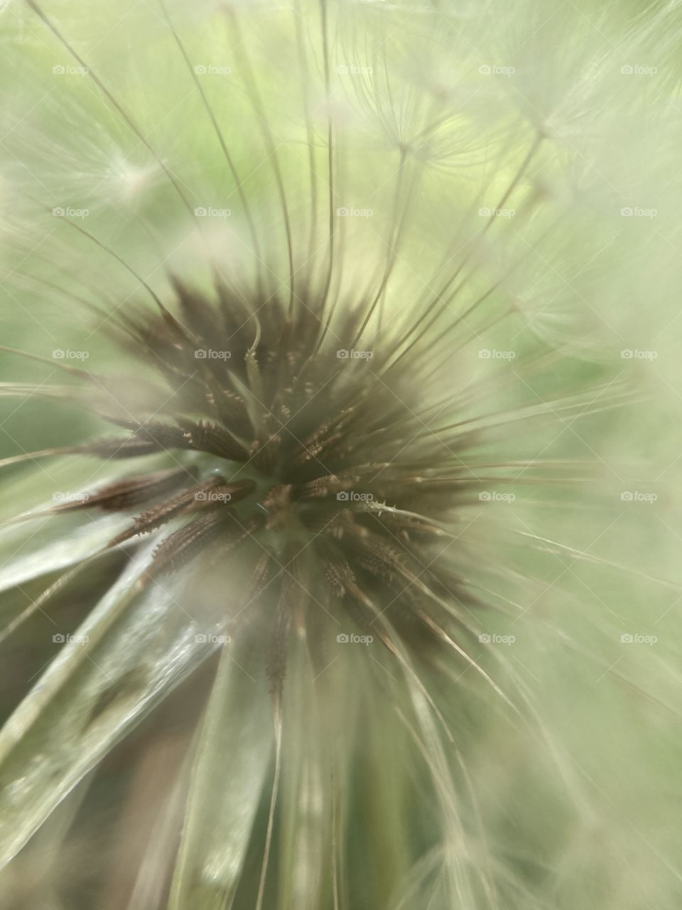 dandelion in macro