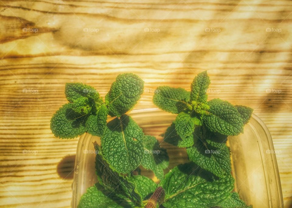 Mint leaves