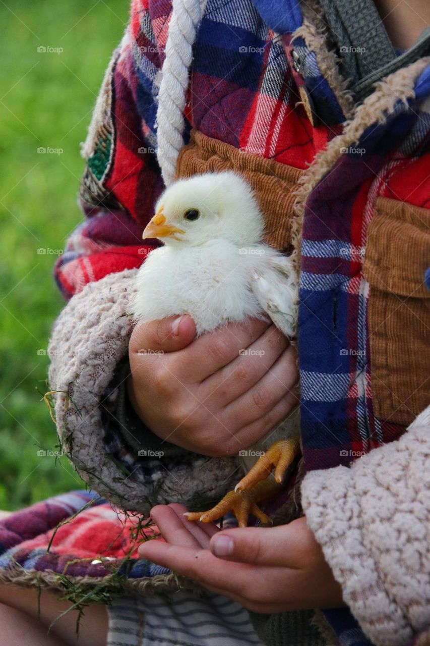 little farmer boy holding a baby fluffy yellow chicken