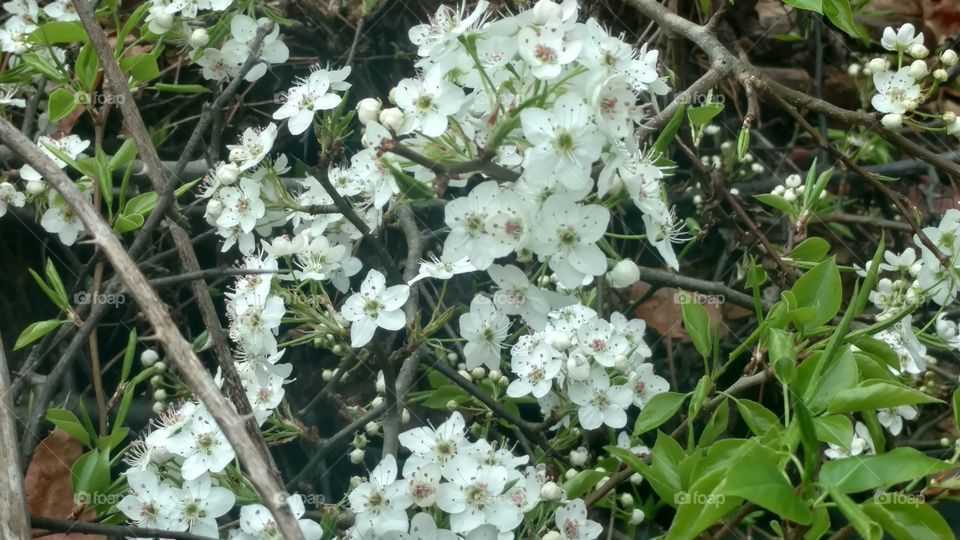 Flower, Nature, Flora, Branch, Blooming