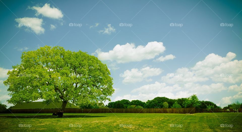 This is another photo from an uncharacteristically beautiful day that I just had to get a photo of! The grass was incredibly vivid!