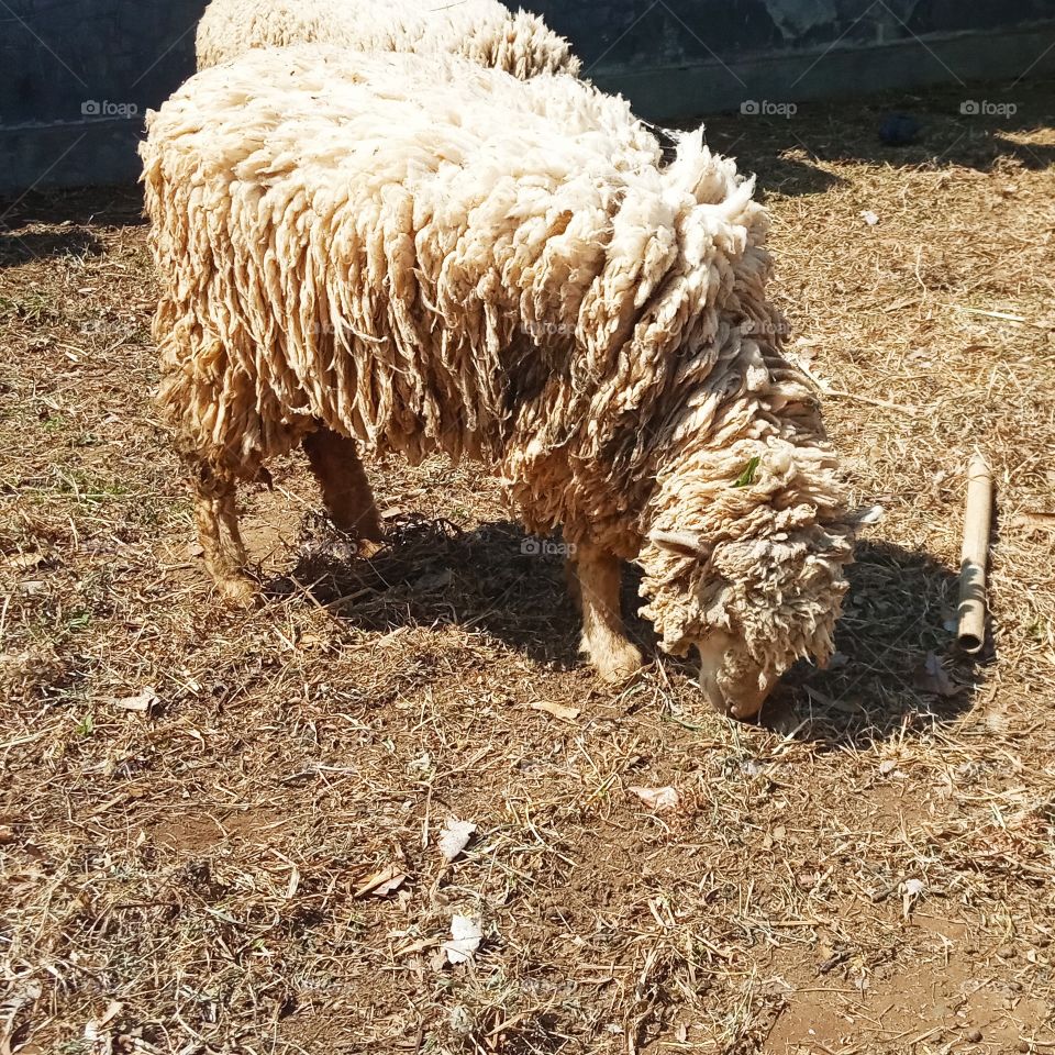 sheep