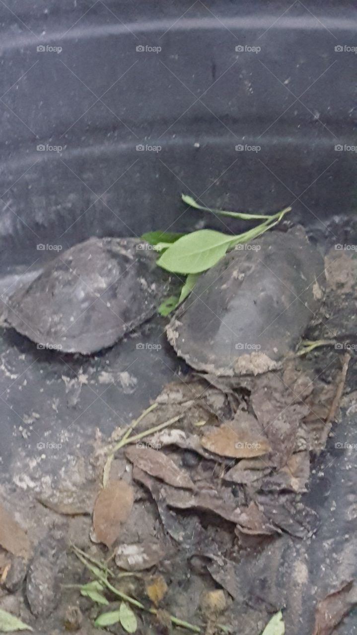 Turtles on a stroll