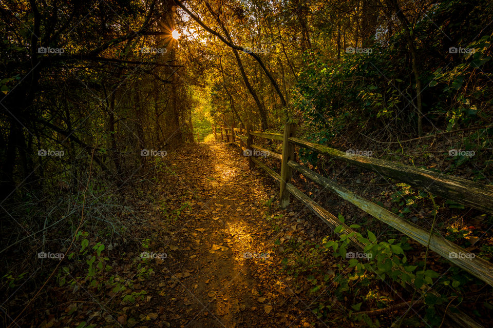 A wooded trail leads through a dark forest into the golden light of the morning sun.  Early fall leaves cover the soft path along the old weathered wooden fence.