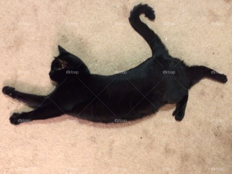 Stretching Cat
