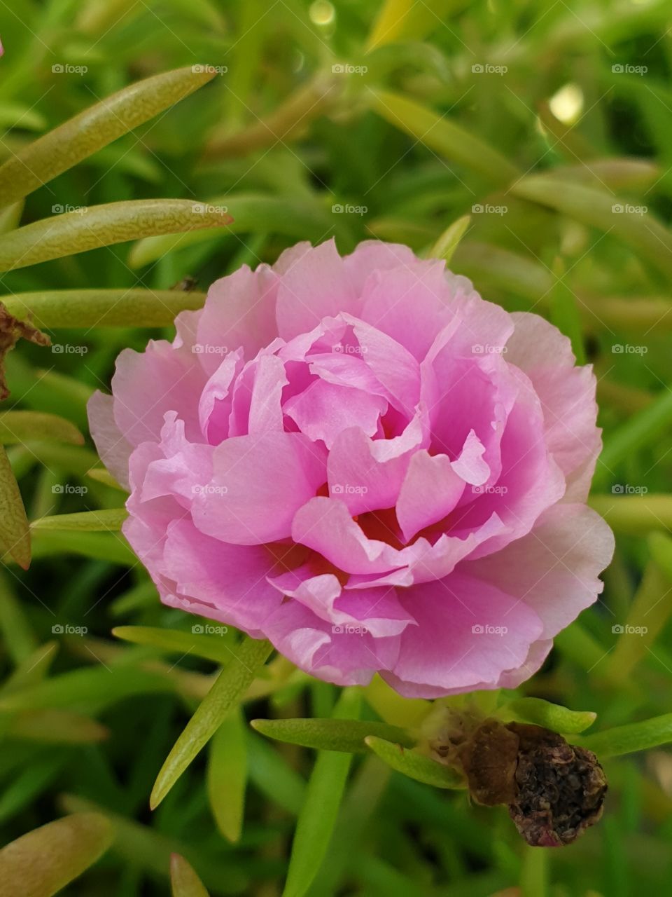 the portulaca grandiflora