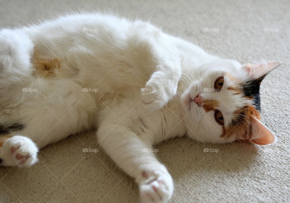 white cat pet funny portrait resting home