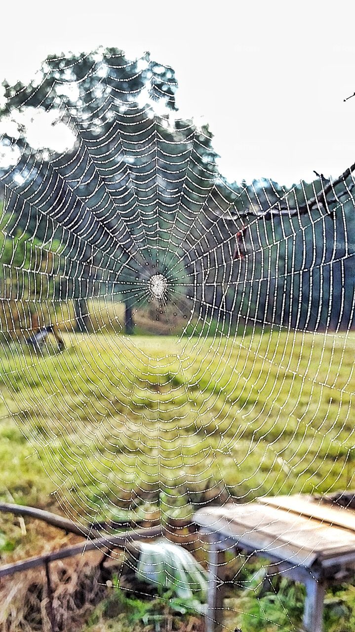 macro spider web in morning dew drops