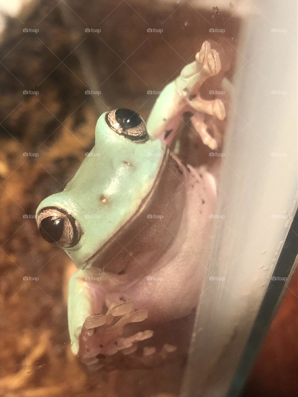 Happy white tree frog 