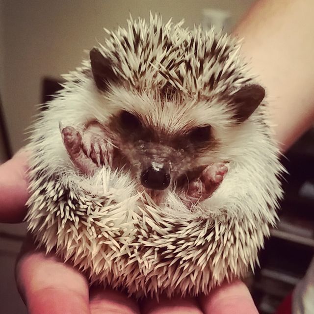 mammal