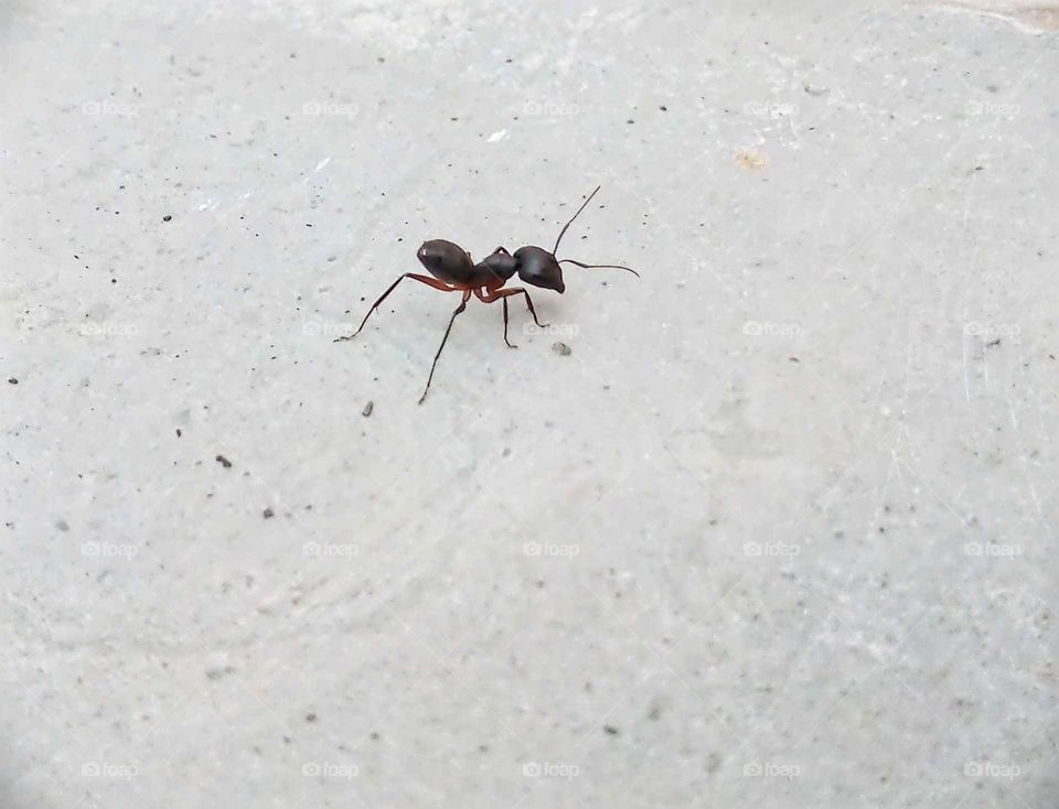 Black Carpenter Ant.