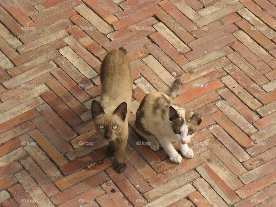 two kid cats