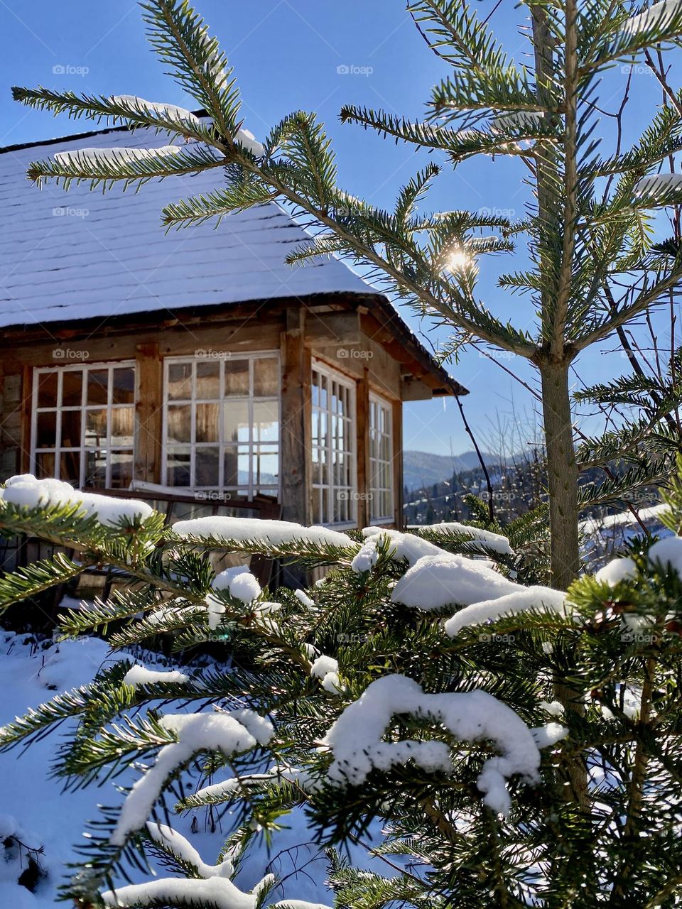 Photograph of a sunny morning in the Carpathians in Ukraine. The old house of the Hutsul Region is recorded in the photo. A green tree decorates this photo. The photo was taken in winter in Ukraine on a phone.