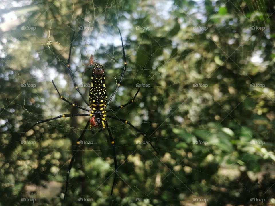 Garden spider hunting ladybug on Web in wildlife.