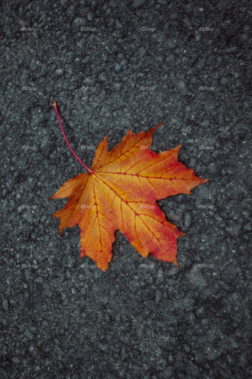 orange leaf on dark ground.  fall concept