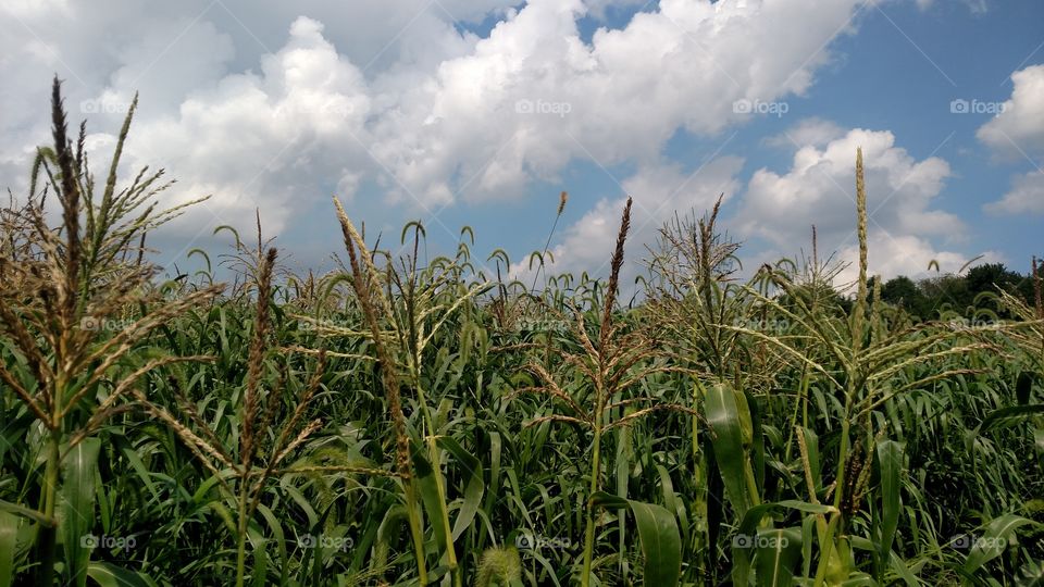 corn field