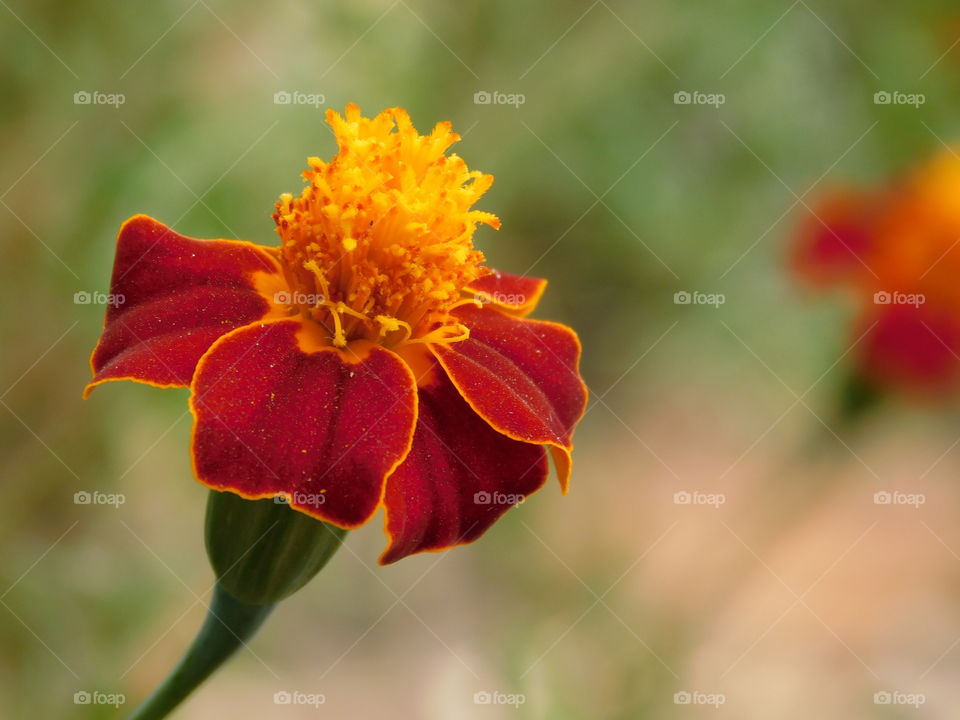beautiful flower with red colour and blurry background.