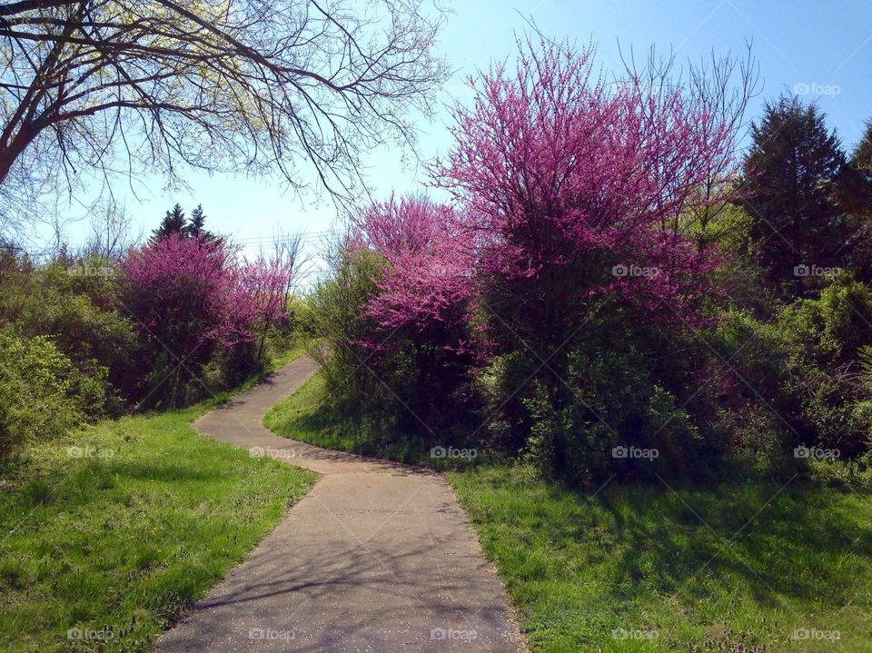 A pathway leads past vibrant purple spring blooms in the countryside of Knoxville, Tennessee. 