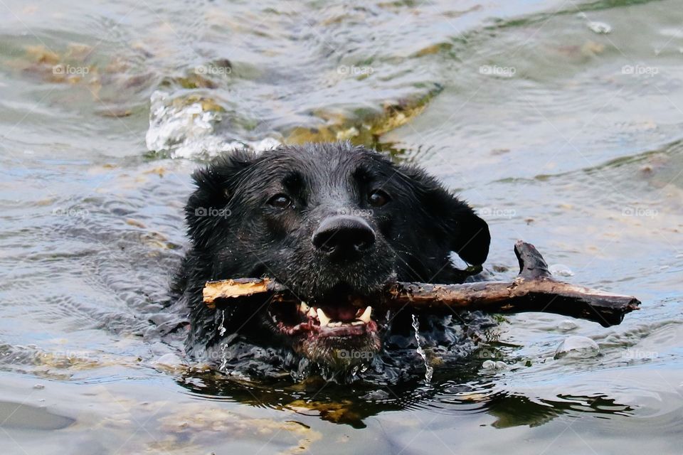 A friendly black lab retrieves a large stick from American lake in Washington State