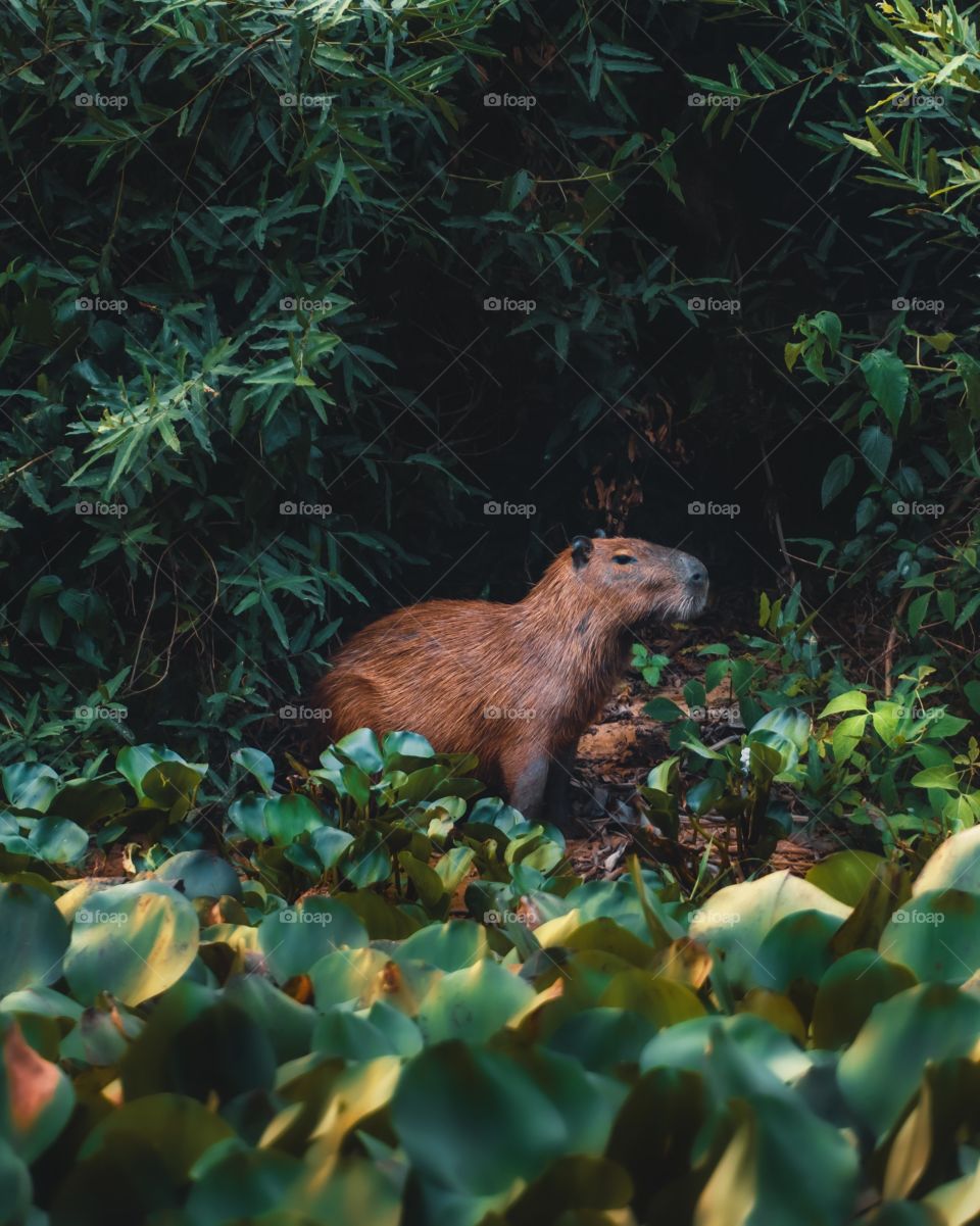 Brazilian Capybara in the forest