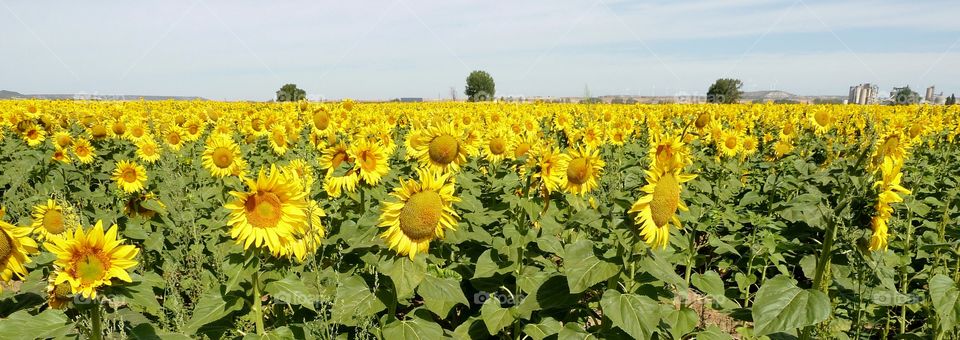 sunflowers in the field in a sunny day