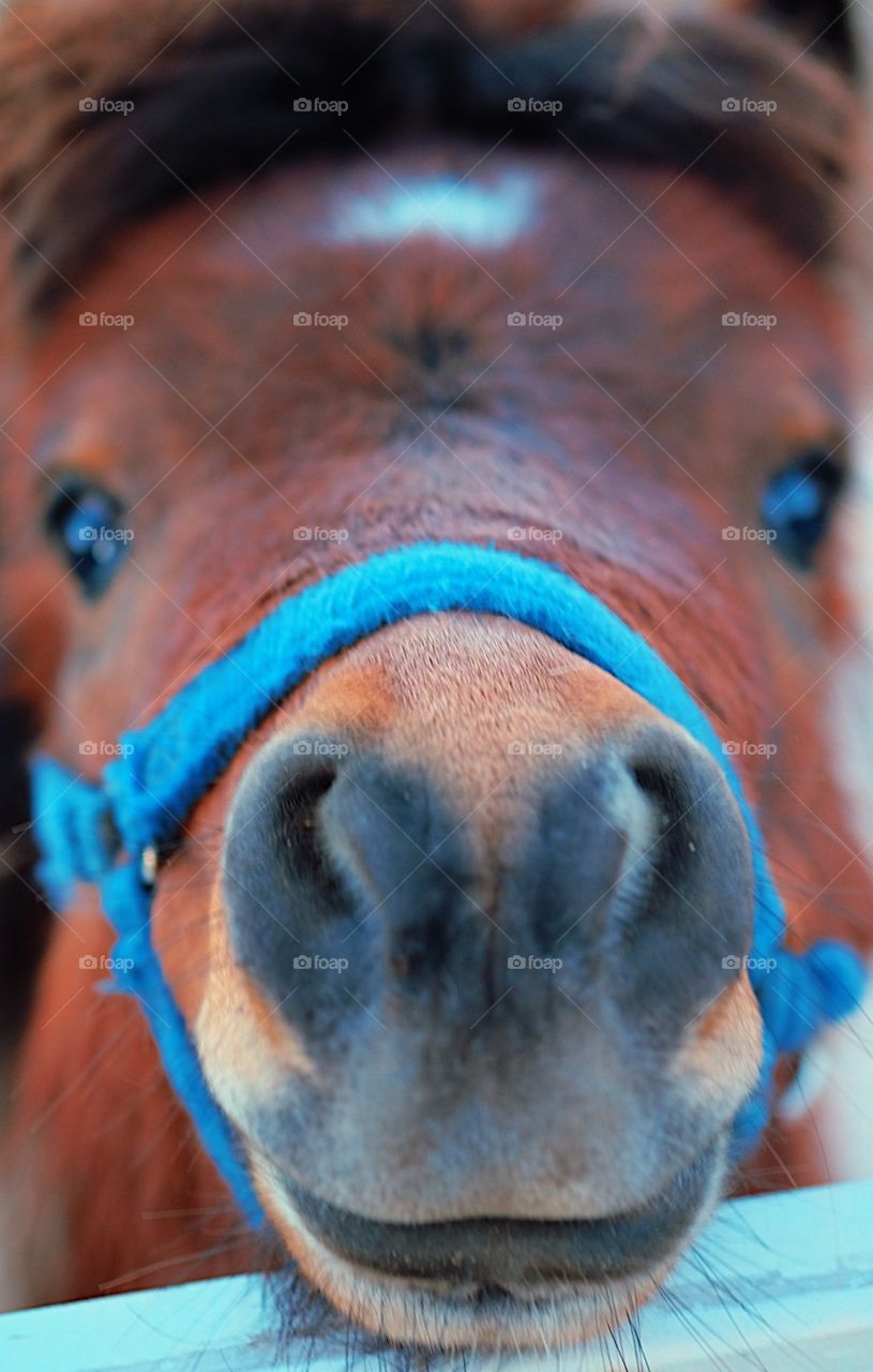 Horse Selfie, Horse In The Barnyard, Portrait Of A Horse, Selfie Of A Horse, Animal Selfie’s, Creative Selfie, Up Close And Personal With A Horse, Miniature Horse, Wild And Free, Animal Portraits 